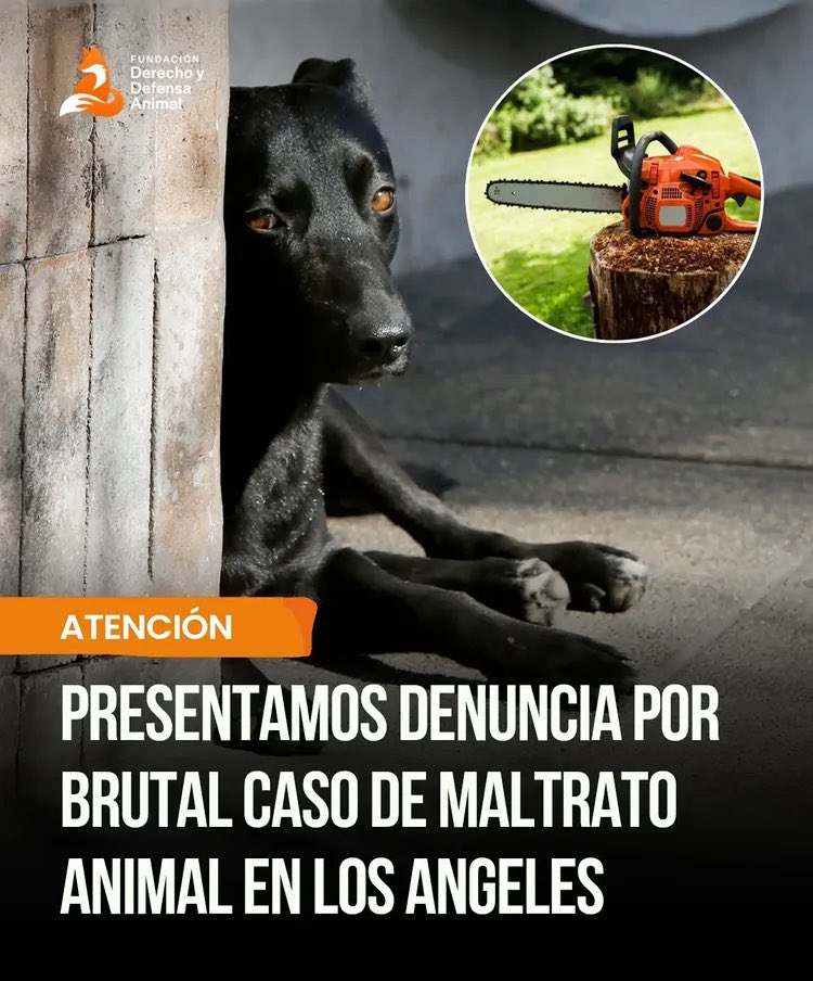 Un hombre de 72 años atacó con una moto sierra a un perrito 🐶 provocándole graves heridas en sus extremidades traseras! RT libre el maldito! 😡 <a href="/munilosangeles/">Munilosangeles</a> hasta cuando? <a href="/GobiernodeChile/">Gobierno de Chile</a> <a href="/Camara_cl/">Diputadas y Diputados de Chile</a> <a href="/Senado_Chile/">Senado Chile</a>