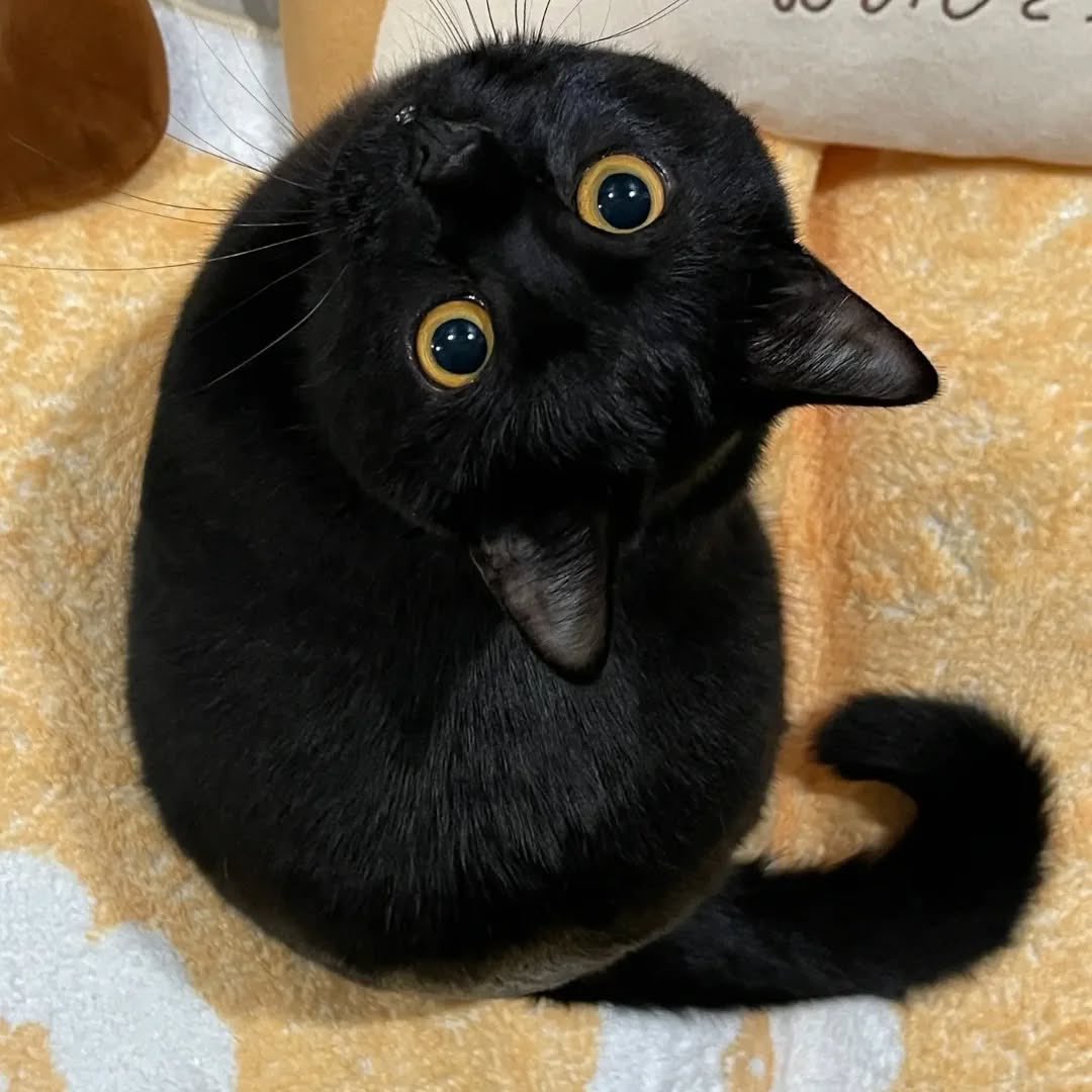 Cats for Happiness. tweet media