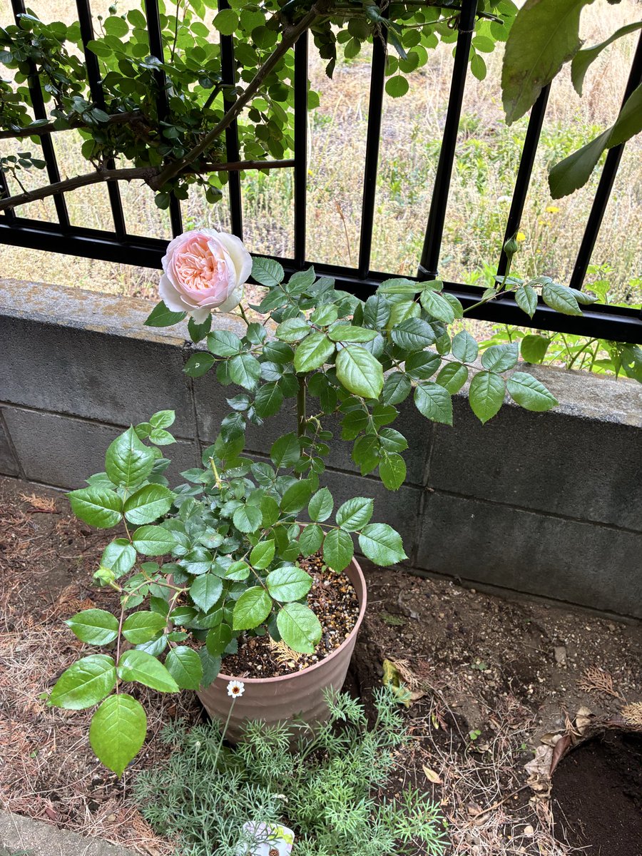 花藻 tweet media