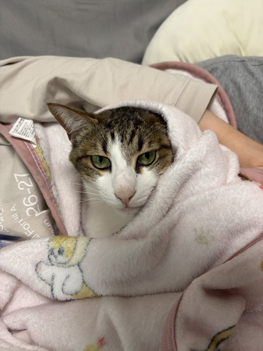 kapi_34141's tweet photo. はな、6歳の誕生日おめでとう🎊
冬からがっつり膝の上に乗ってくるようになり、甘えん坊化が止まらないね🥰
これからもっと甘えてもらえるように飼い主頑張ります。
夜はご馳走食べようね✨ https://t.co/W5Rc7WTVq4