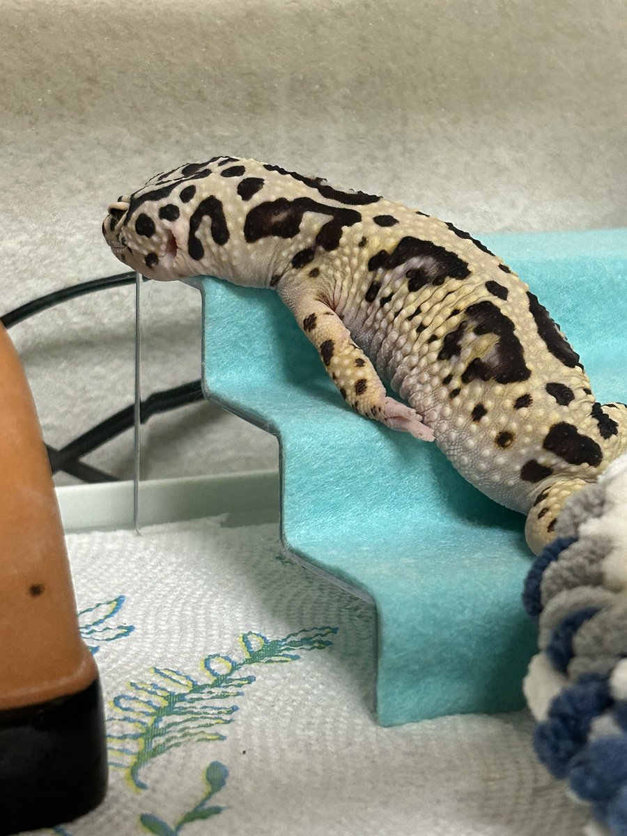 ロンラム🦎♨️ tweet media