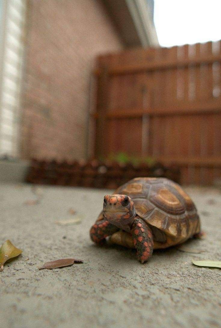 Tortoise tweet media