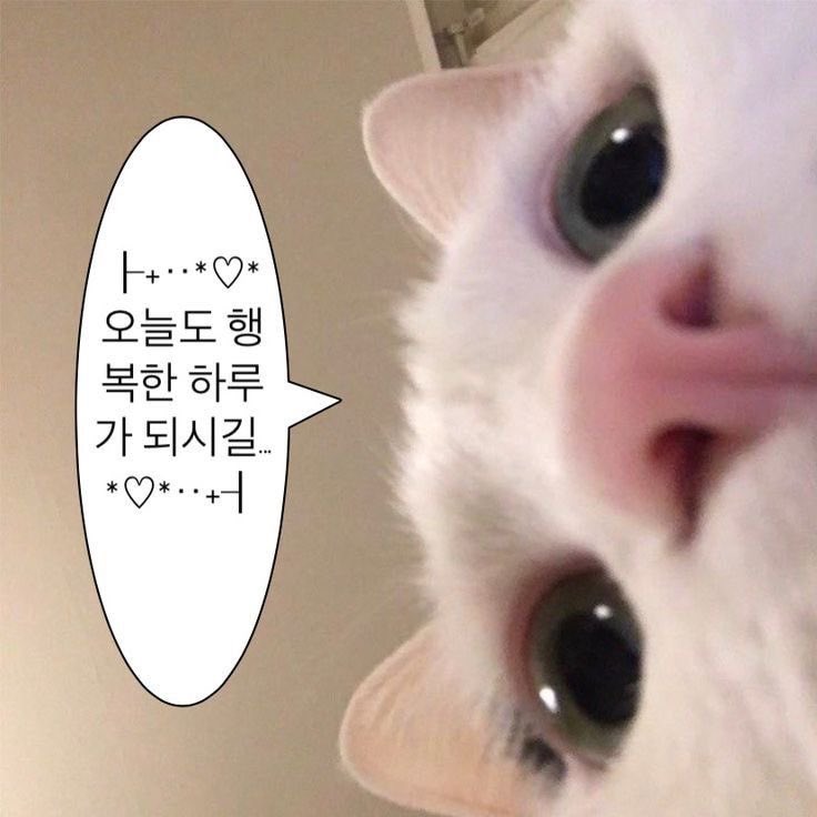 온화 tweet media