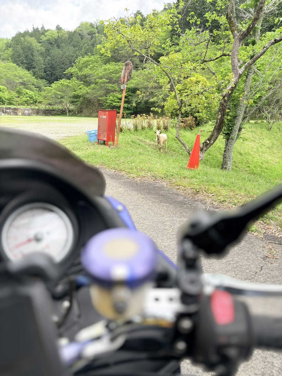 kurovits's tweet image. #ヤギ 🐐さん発見ッッ！！

『なんだチミは？！』な感じで見られてます
（笑）

#yamaha #tmax #sj04j  #ヤマハ #カブ好きと繋がりたい #バイク好きと繋がりたい #バイク写真部 #オートバイ #バイク #カブ #愛知 #豊田 #TOYOTA