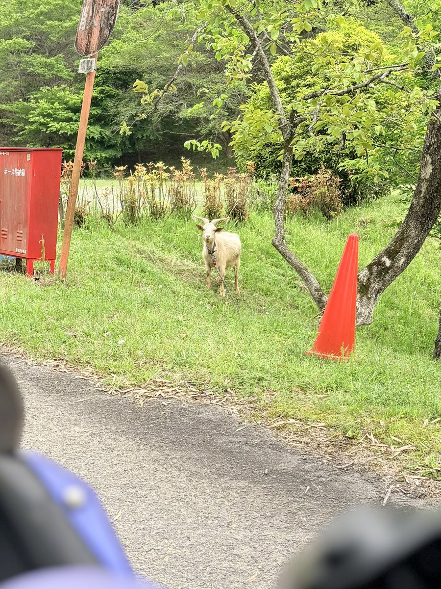 kurovits's tweet image. #ヤギ 🐐さん発見ッッ！！

『なんだチミは？！』な感じで見られてます
（笑）

#yamaha #tmax #sj04j  #ヤマハ #カブ好きと繋がりたい #バイク好きと繋がりたい #バイク写真部 #オートバイ #バイク #カブ #愛知 #豊田 #TOYOTA
