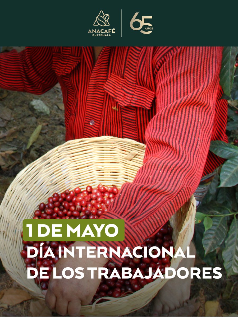 CafedeGuatemala's tweet photo. En el Día Internacional de los Trabajadores reconocemos el compromiso y la dedicación de quienes, con su esfuerzo diario, fortalecen la caficultura guatemalteca y contribuyen al desarrollo de Guatemala.

Una labor que contribuye al crecimiento del país y al posicionamiento de nuestro café a nivel mundial. ☕🇬🇹
#DíaDelTrabajo #CaféDeGuatemala #SectorCafetalero #Guatemala