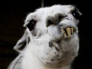 llama tweet media
