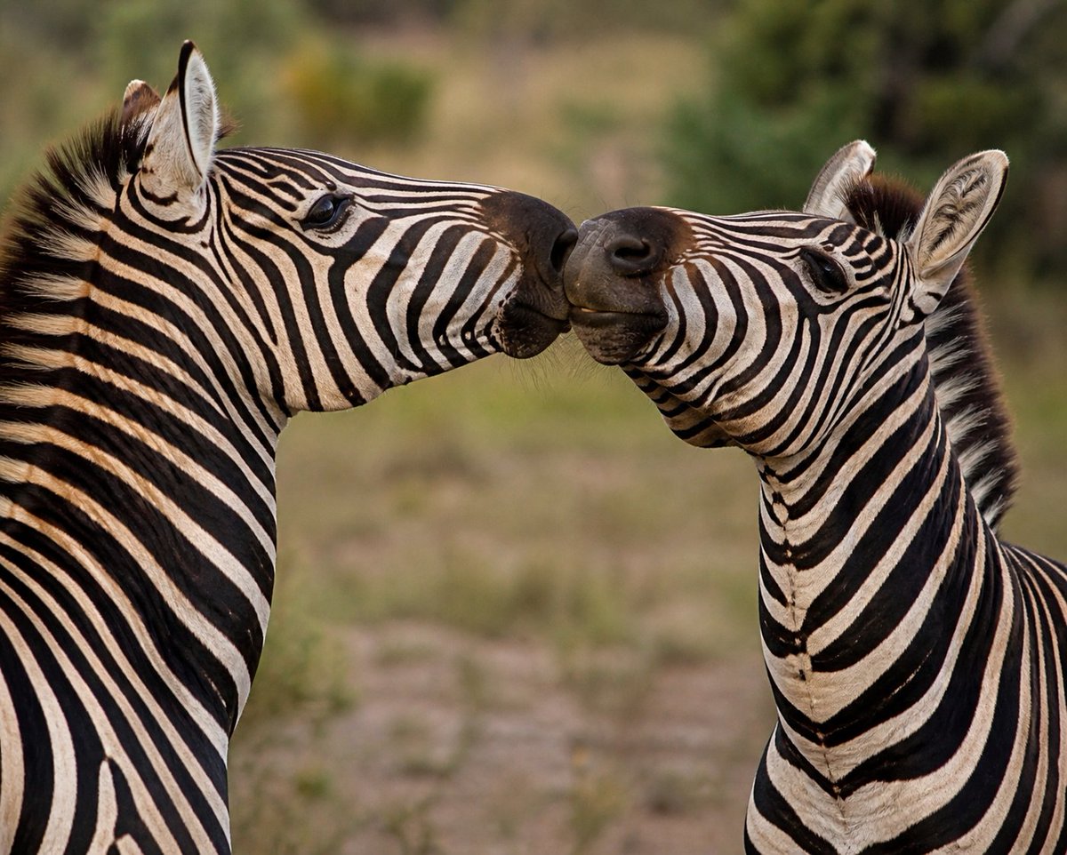 ZEBRA tweet media
