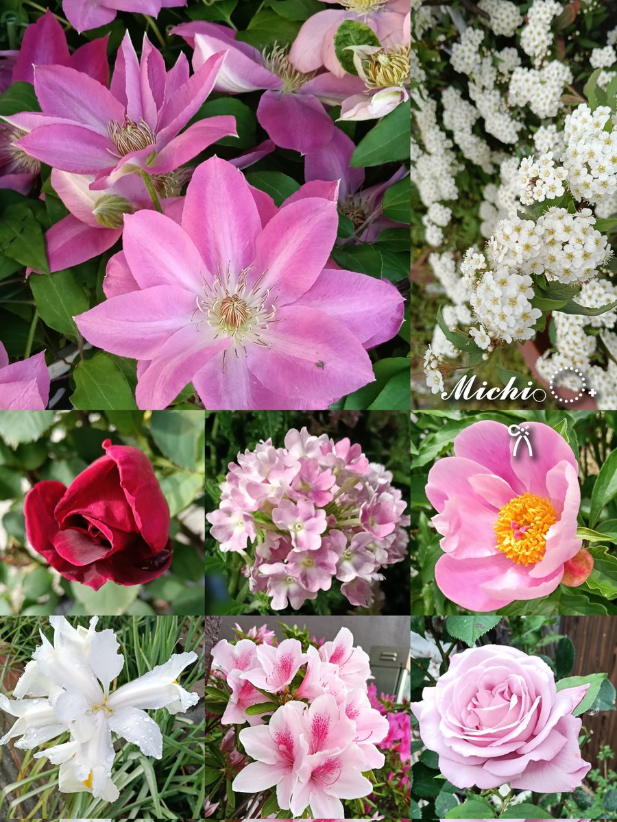 ちっち🌸②𓂃𓈒❅·*心の小部屋𓂃꙳⋆ ˖🌹ありがとう𓂂◌˖𐙚 tweet media