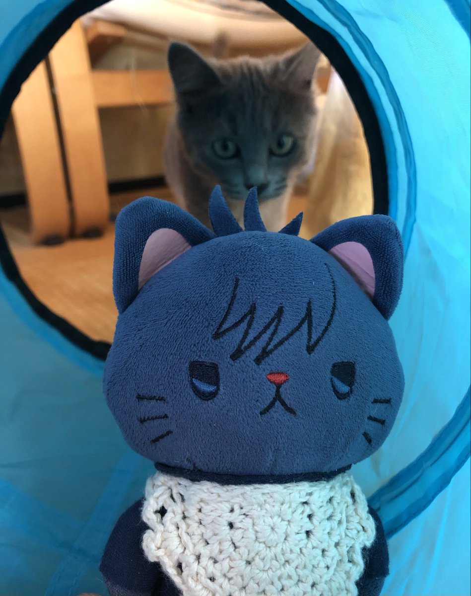 tomo🐈‍⬛ tweet media
