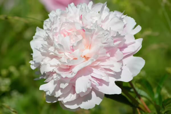 おはようございます 

5/2(土) 今日の誕生花

シャクヤク
花言葉：はにかみ

大好きなあなたが心穏やかに過ごせる毎日でありますように🍀🍀