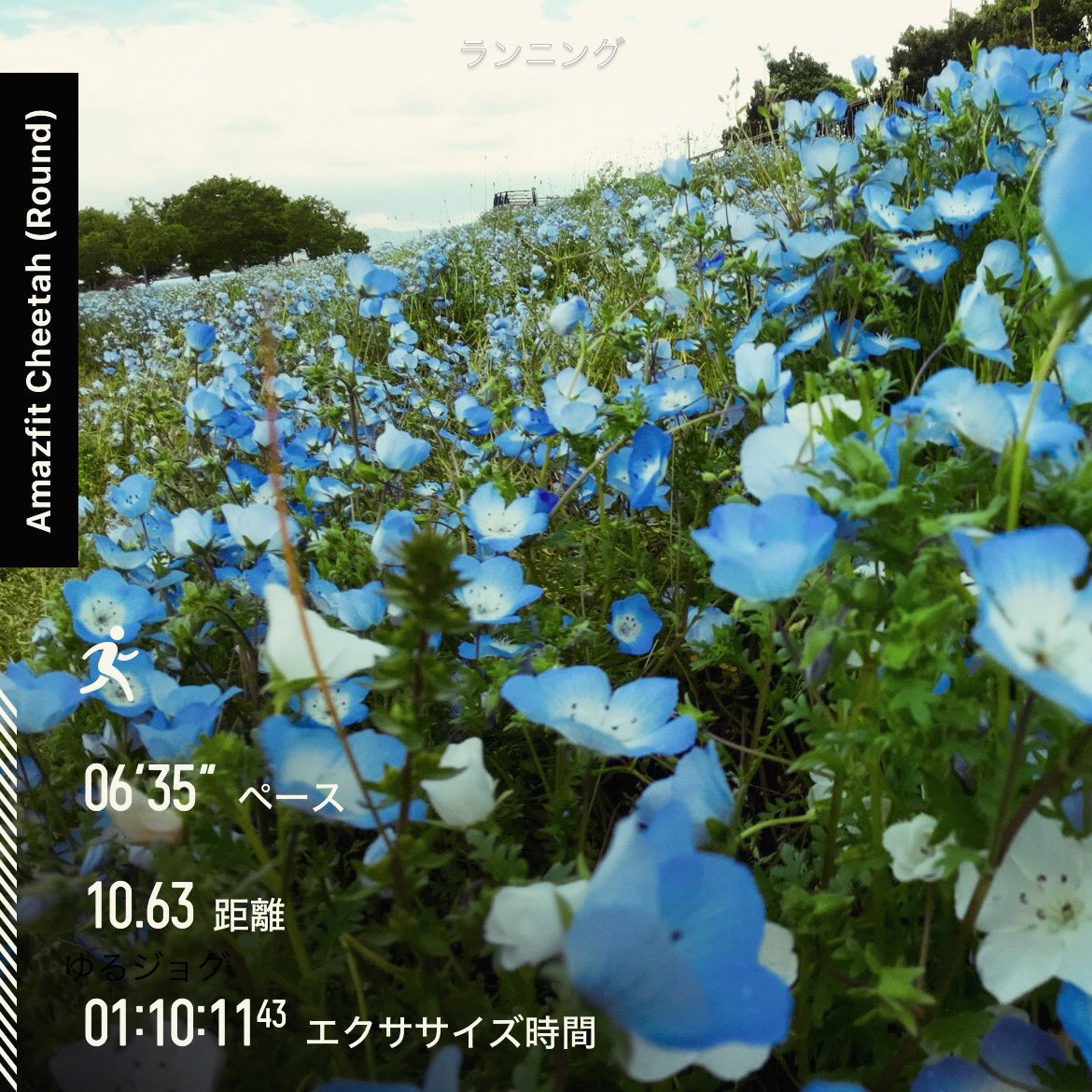 umex_sub4's tweet photo. タイムも気にせず
ゆ〜っくり、
ゆ〜っくりジョグ

心拍数制限して
走ってた頃を思い出したよ

#走りましたグラム 
#ネモフィラ https://t.co/JkWzShGq2D