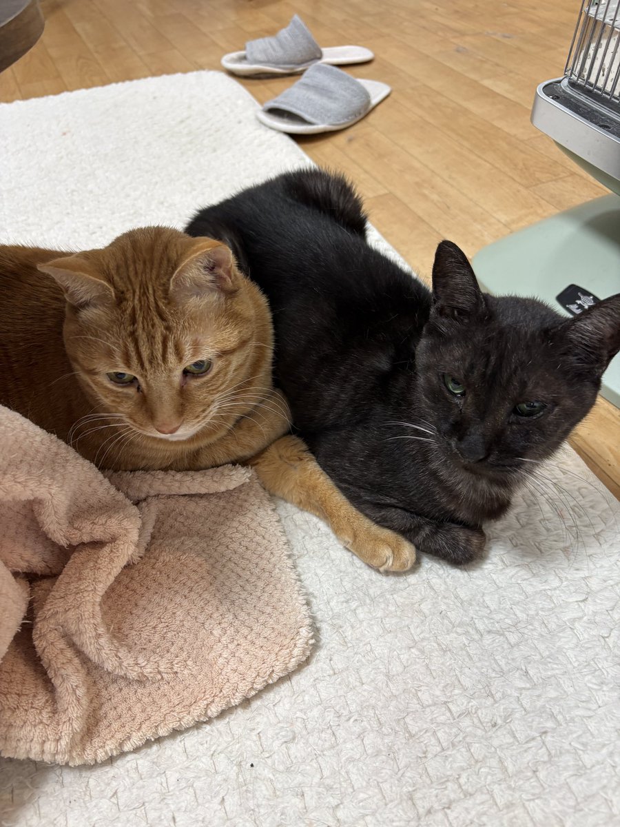 にゃんゼミ with 保護猫 ❤️ tweet media