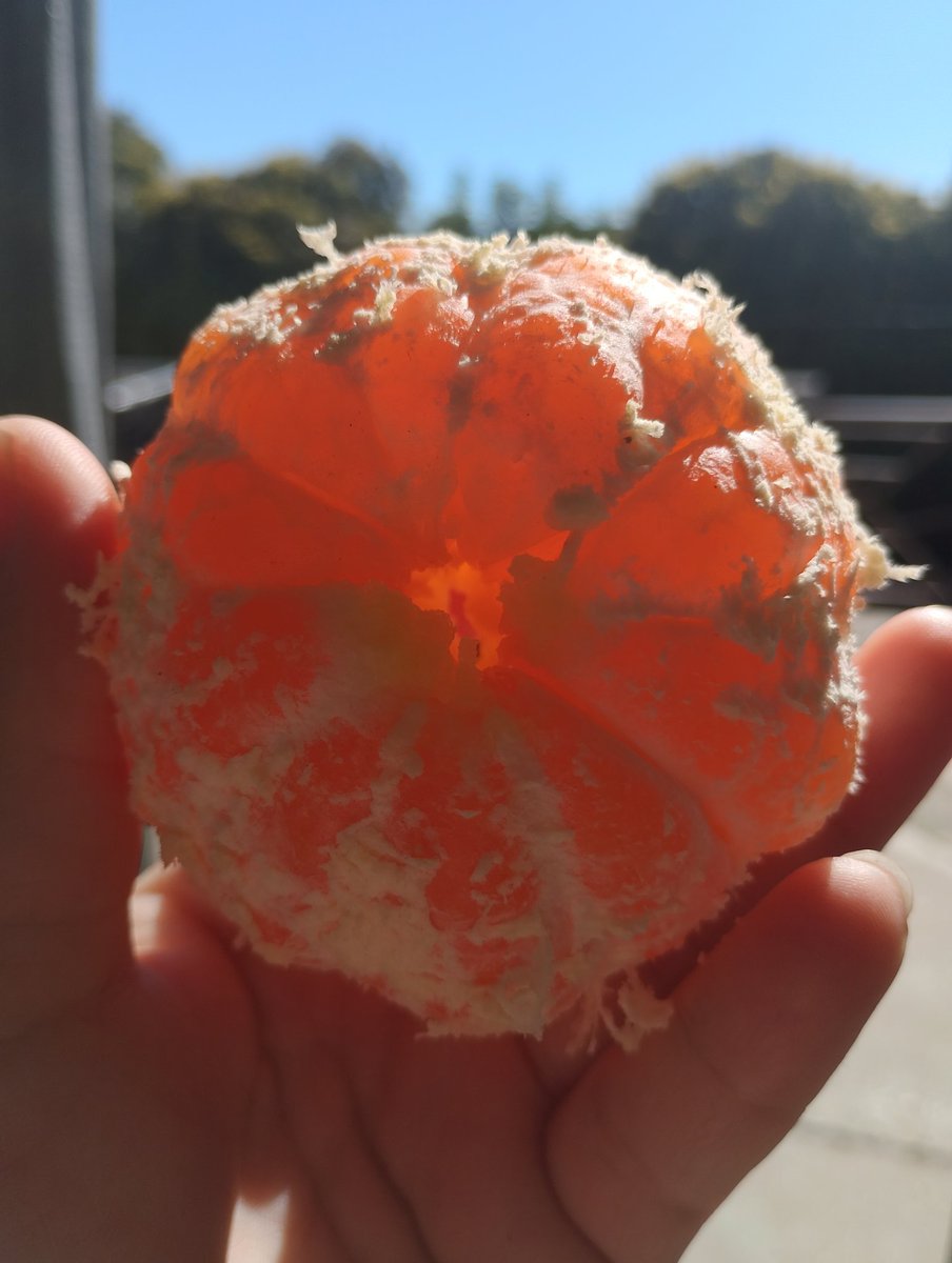 🌞🍊✨