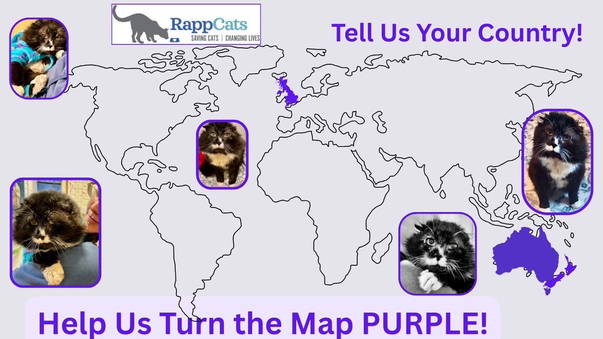 RappCatsAdopt's tweet image. #Savior is smiling down on us!🌈People all over the world loved him. Now we're in our biggest of 2026 fundraiser &amp;amp; we #love the support f/followers all over the world! Thank you📷#NewZealand for joining #England &amp;amp; #Australia!  #catlovers #cat #kitten #cats #kittens #caturday #RIP
