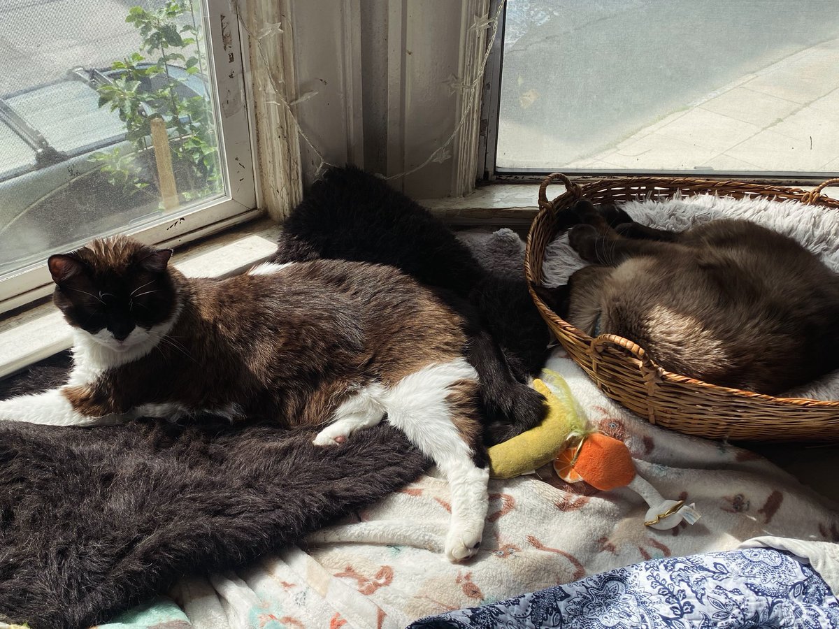 kelly2819's tweet image. TGIF 😺💜!!

@tippyandmerle 

Please support Tippy! Any amount donated is greatly appreciated…thank you 💕!! gofund.me/dc346b011

#Friday #TGIF #FridayFeeling #CatsOfSanFrancisco #SnowshoeCat #SnowshoeSiamese #SiameseCat #Siamese #AdoptDontShop #RescueCat #TippyAndMerle
