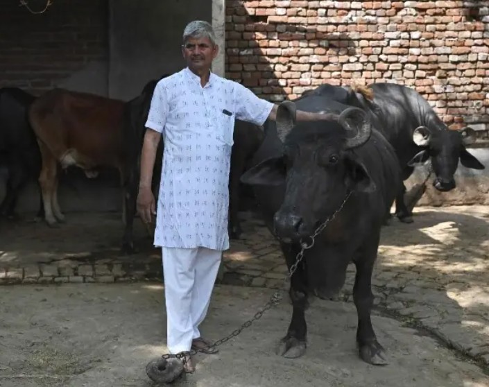 TMCFluidSystems's tweet photo. India's cows offer #biogas alternative to Mideast energy crunch
https://t.co/KG8w8oPHNU https://t.co/3rlMxEn7Mw