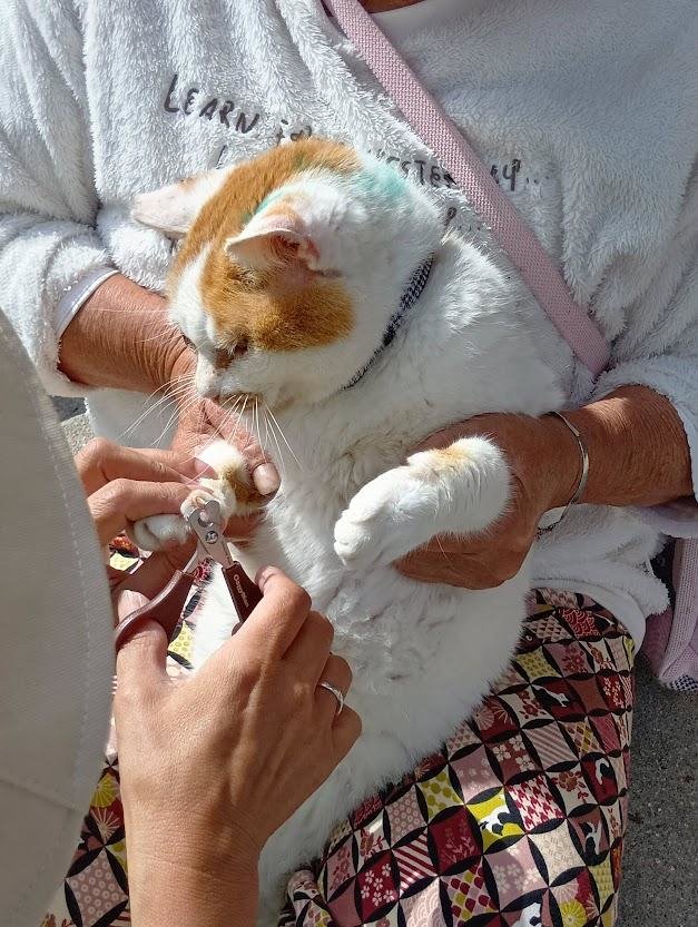 青島猫を支援する会-青島・島民15人猫100匹以上の島- tweet media