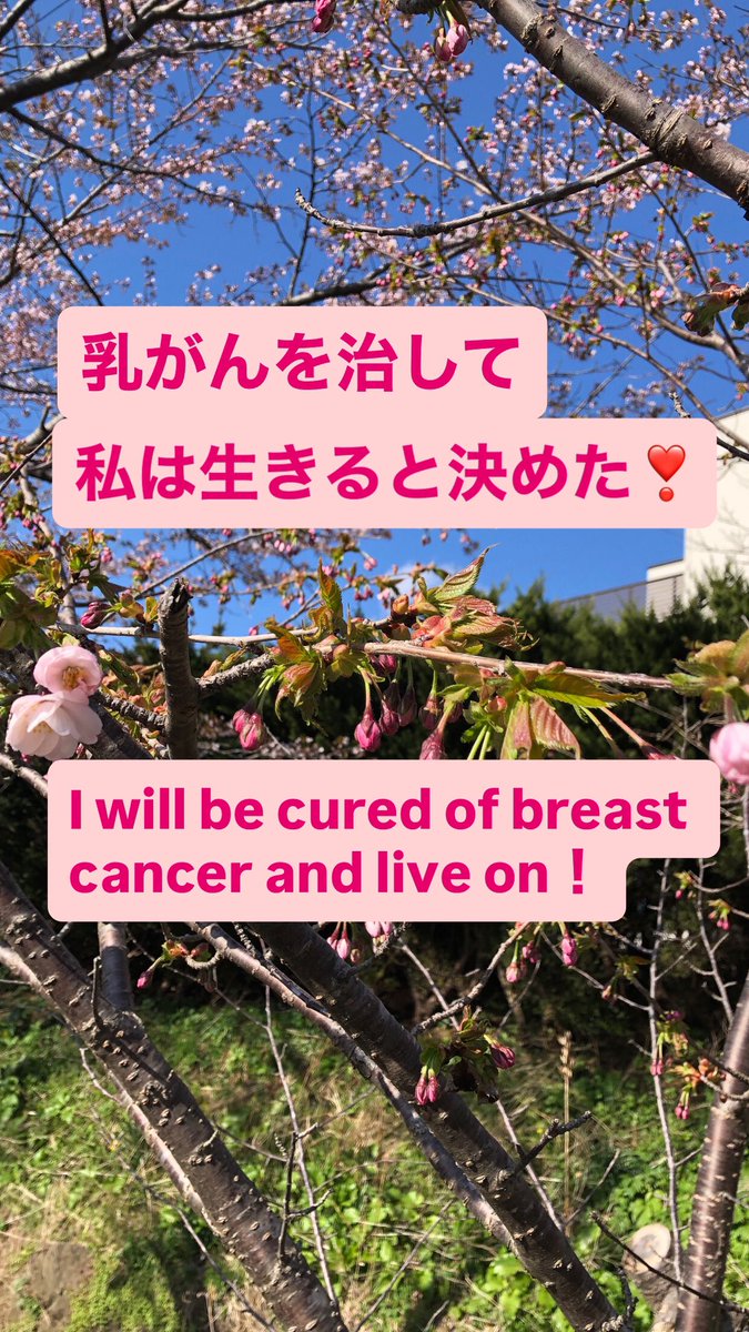 ROSE✨💞(kaze_rose) tweet media