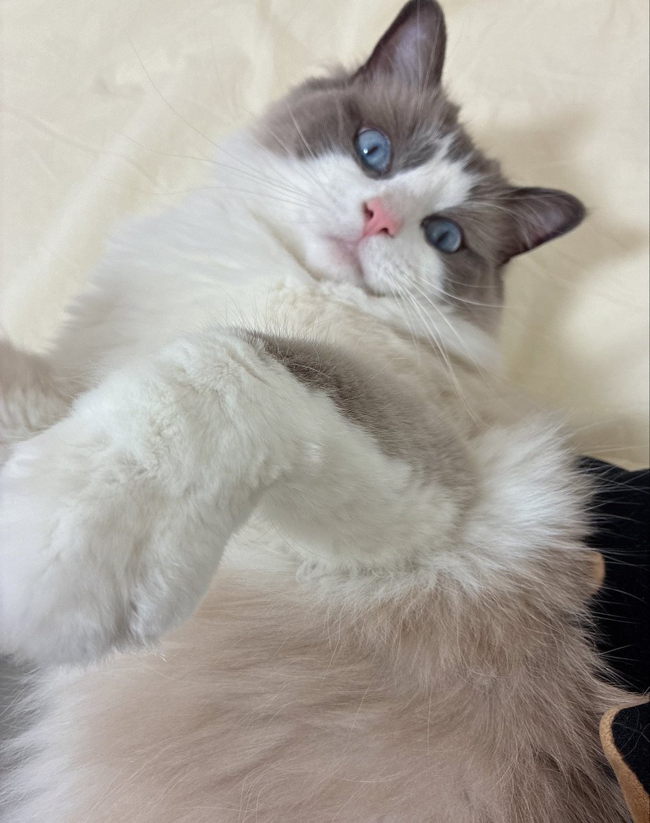 るる🐾໊ラグドール (@ruru_ragdoll) / Posts / X