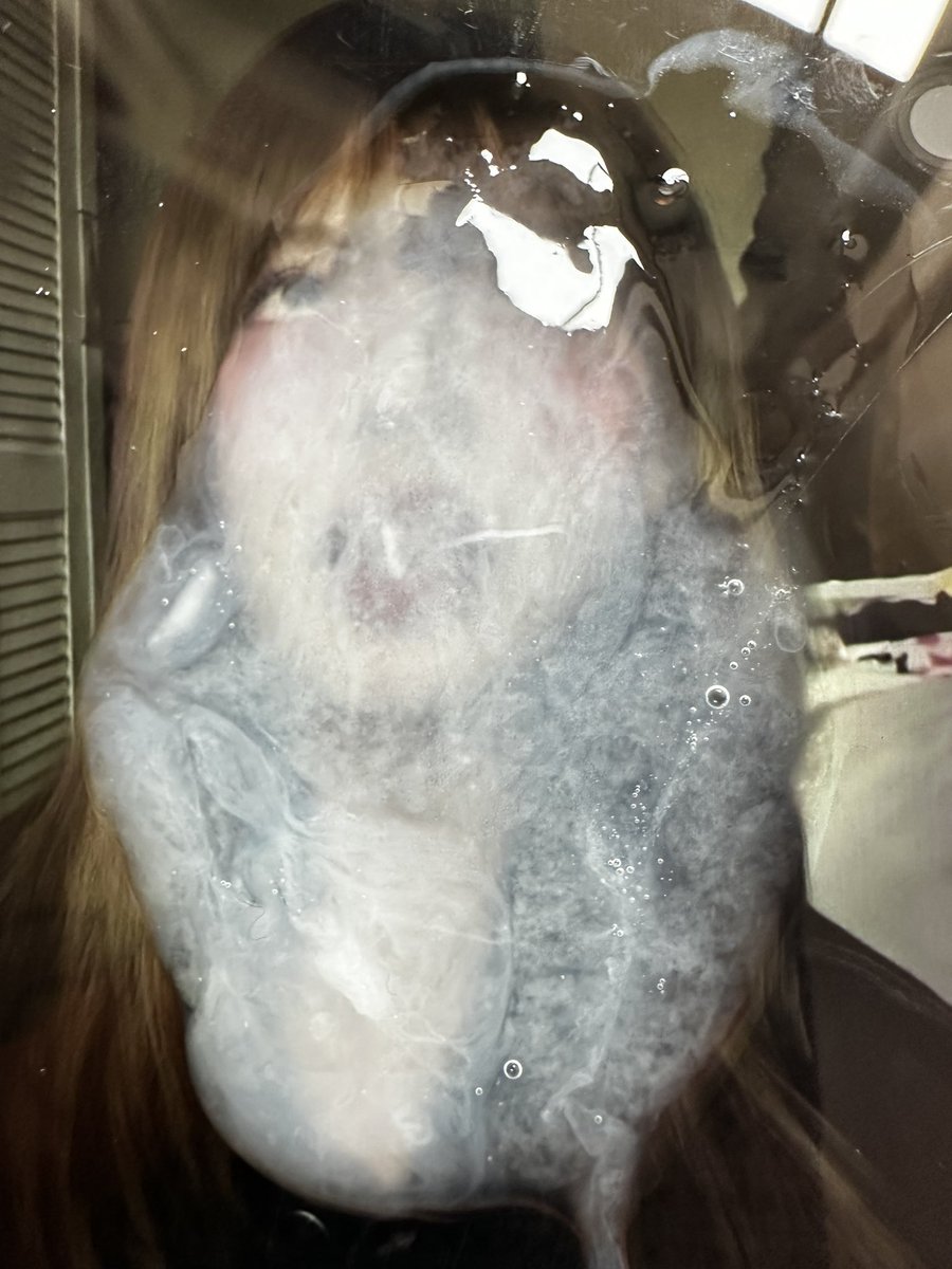 kcyccc0702's tweet photo. 🥛🥛
#合照 #cumtributeِs https://t.co/GpIF4IjHTB