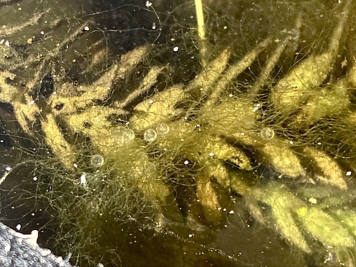 定期的にメダカ鉢のアオミドロを除去するのだけど、この時期はそこにも卵が産み付けられているので油断ならない。サルベージして産卵床のある鉢に移動。