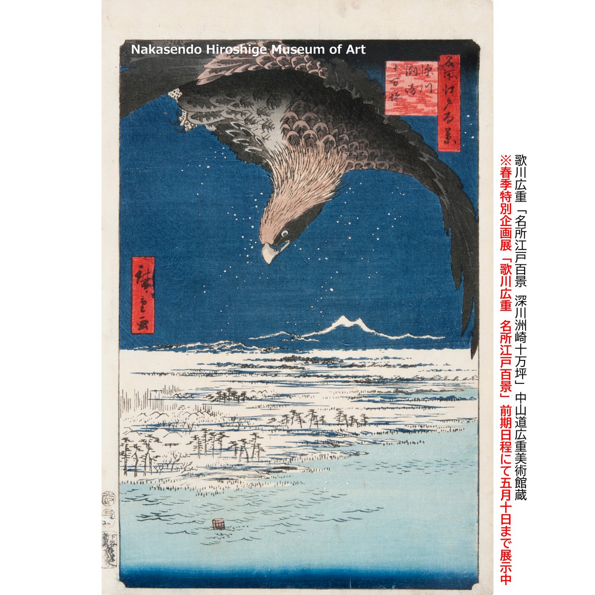 📢5月6日(水)まで毎日開館中✨ ＼ 鋭い眼光のワシが獲物を狙って降下中