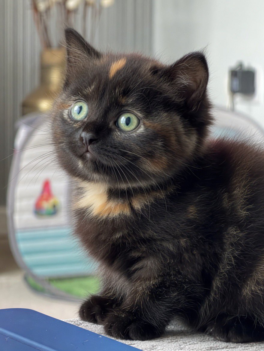 TillyCat19's tweet photo. Daddies adopted me when I was four so never saw me as a kitten. They asked AI how I would have looked. I’m not crying, they are 😻🐈‍⬛🐾 https://t.co/7MRIhIA1i5