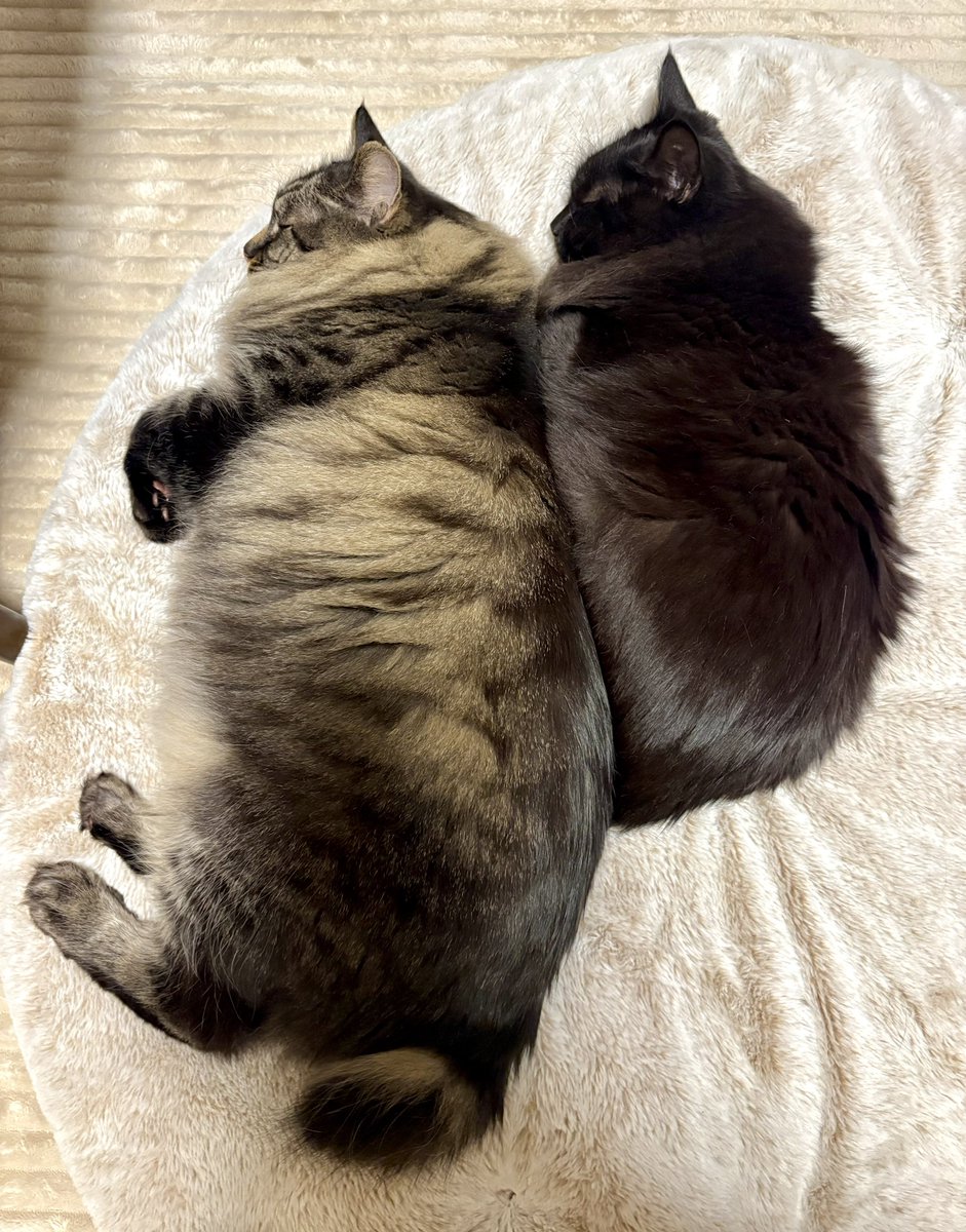 夢でおんぶしてそう