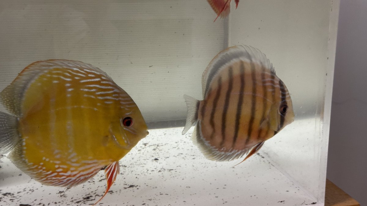 ワイルドディスカス パラコニ?右側の。 メス候補で購入しました！ 今 