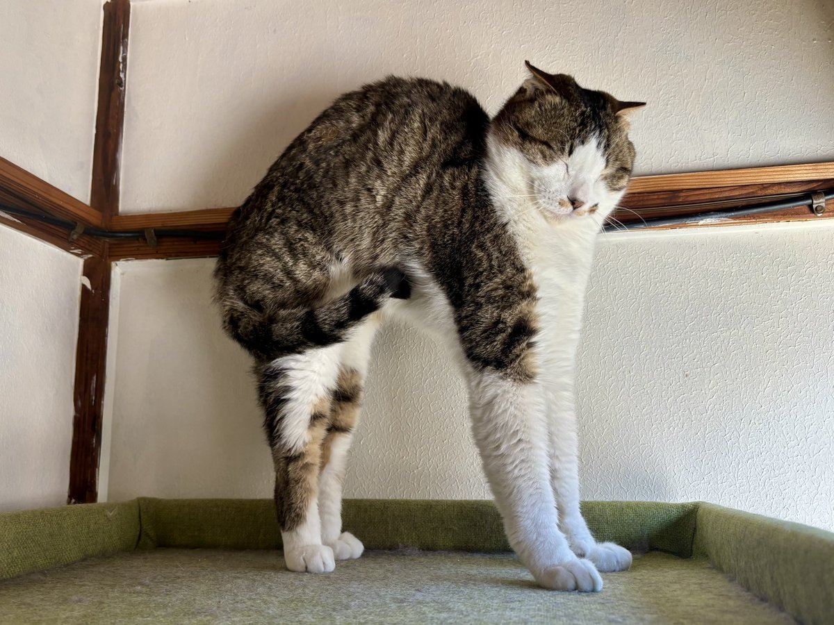 保護猫シェルター泥猫倶楽部 tweet media