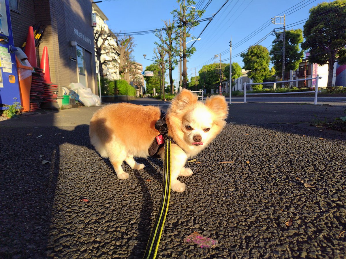 Pet Taxi Smile -スマイル- tweet media