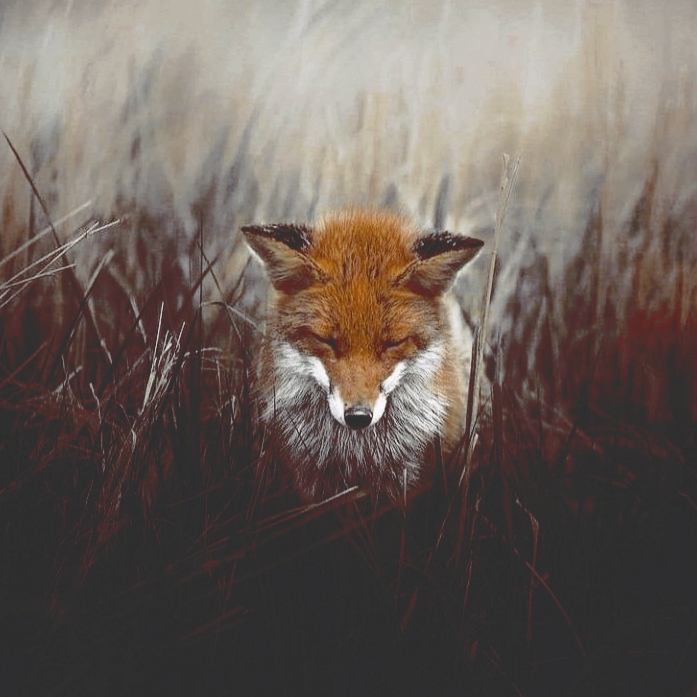 solvulpes's tweet photo. ‍ ‍ ‍ ‍ ‍ ‍ ‍ ‍ ‍ ‍ ‍ ‍ ‍ ‍  ‍ ‍ ‍ ‍⠀ ⠀ ⠀ ៹   ،،ㅤ my  tears  can  be  𝚁𝙰𝙸𝙽.  I  will  water  the  ground  𝑾𝑯𝑬𝑹𝑬  𝑰  𝑺𝑻𝑨𝑵𝑫. https://t.co/a5Un93HmZh