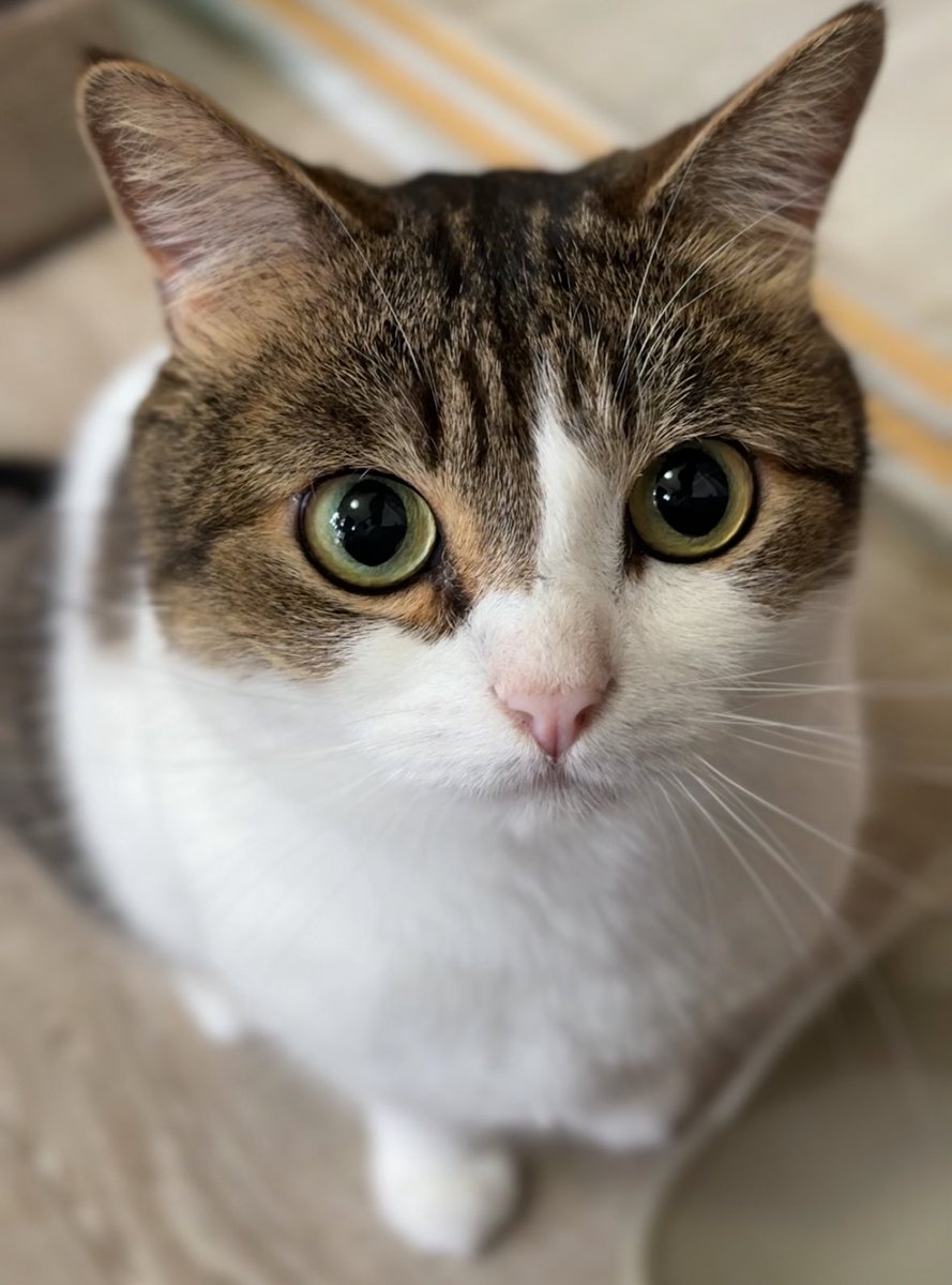 ←パパが触ろうとした時  
　　　　　　
　　　　　　　　ママが触ろうとした時→
