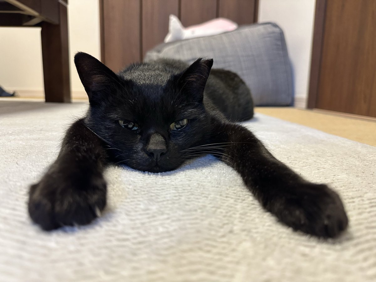 黒猫 黒いねこ。
