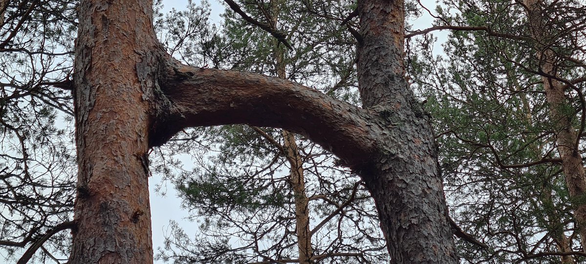 JoannaWill47905's tweet image. These trees grew together
#Curiosity #OnlyFriendsDreamOnEP10