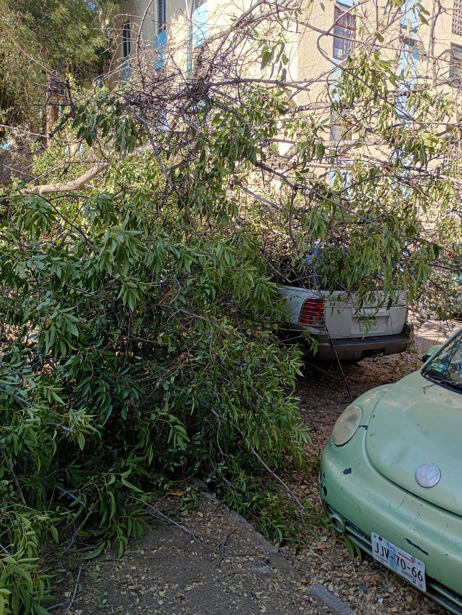 Jhonny_2404's tweet photo. Arbol caído sobre camioneta en Calle Playa Sur, entre Playa Camarones y av Moctezuma, col. Residencial Moctezuma
@PCJalisco @ServiciosZap @Trafico_ZMG @zona3noticias @zona3noticias https://t.co/3tMPPpJk0Q