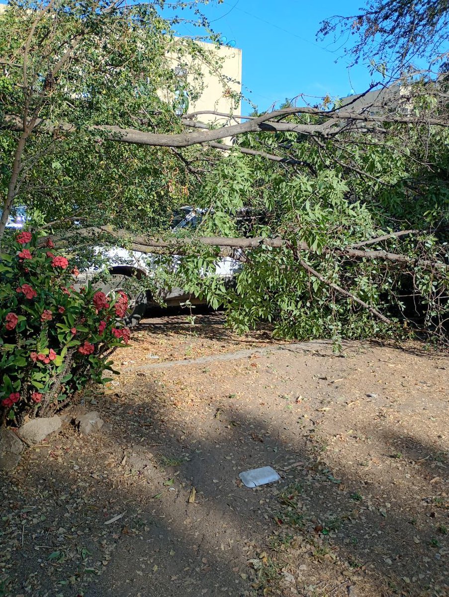 Jhonny_2404's tweet photo. Arbol caído sobre camioneta en Calle Playa Sur, entre Playa Camarones y av Moctezuma, col. Residencial Moctezuma
@PCJalisco @ServiciosZap @Trafico_ZMG @zona3noticias @zona3noticias https://t.co/3tMPPpJk0Q