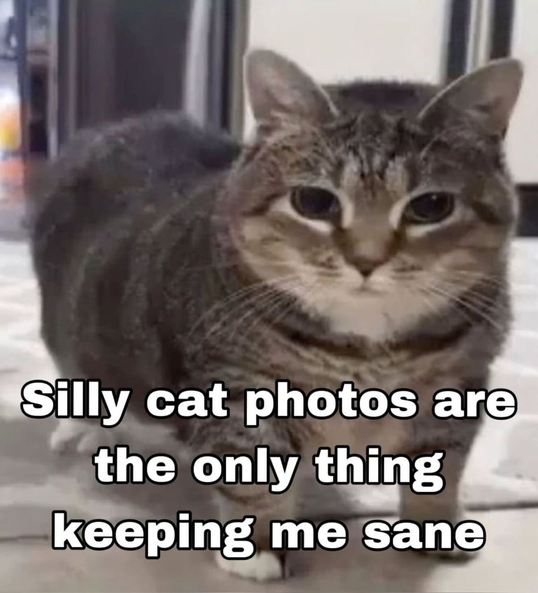 Punch Cat tweet media