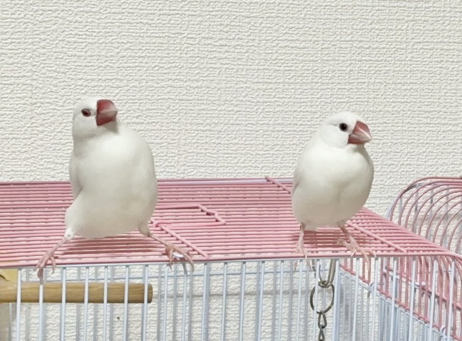 トリアタマ tweet media