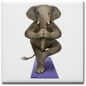 elephant tweet media