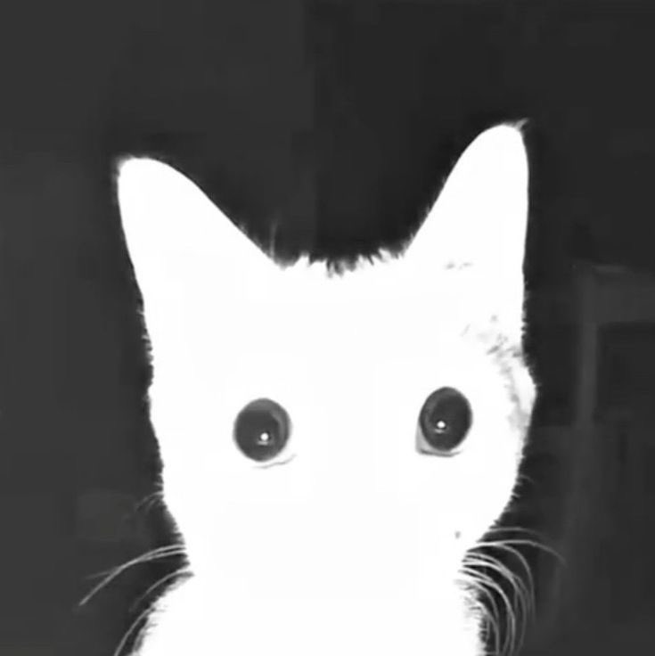 Gato Cooliao tweet media