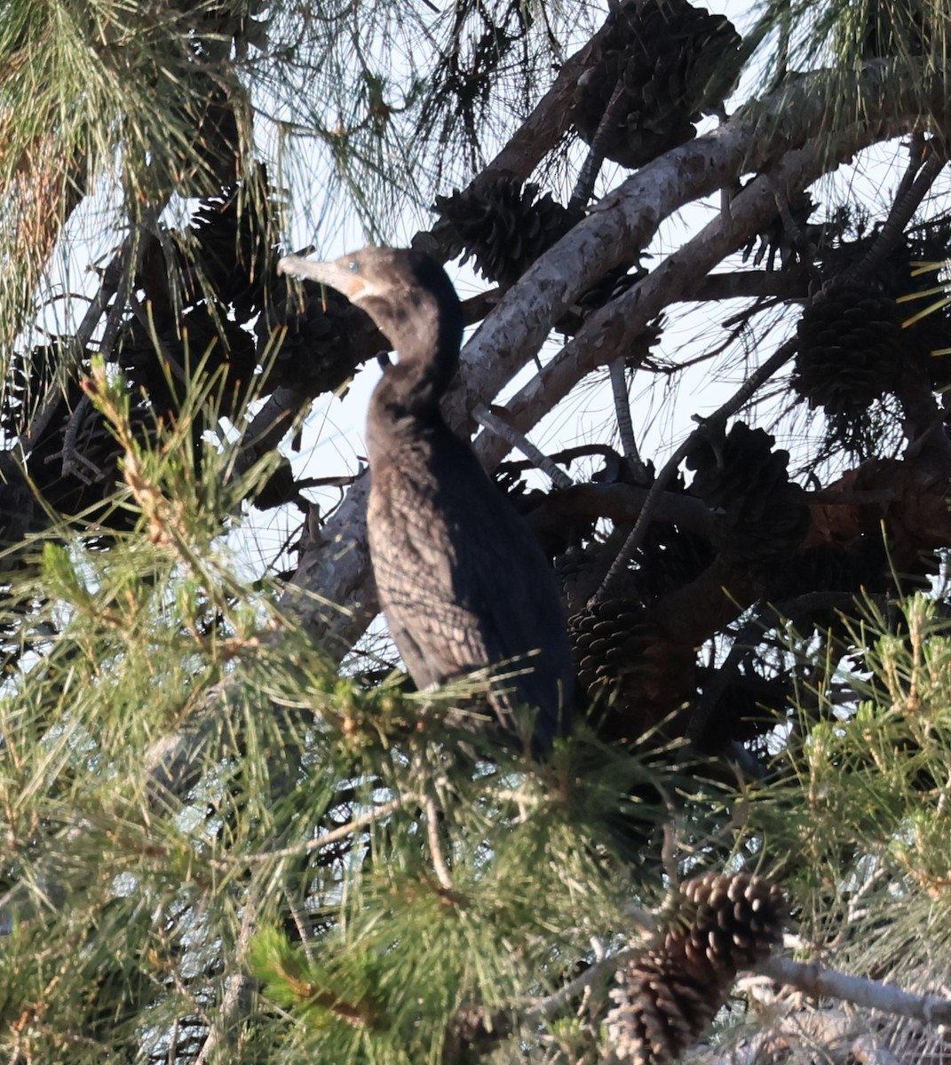 rbabox_la's tweet image. A Neotropic Cormorant has been confirmed at Apollo Park ebird.org/checklist/S330… Photo: Jon Fisher #lacobirds #birding