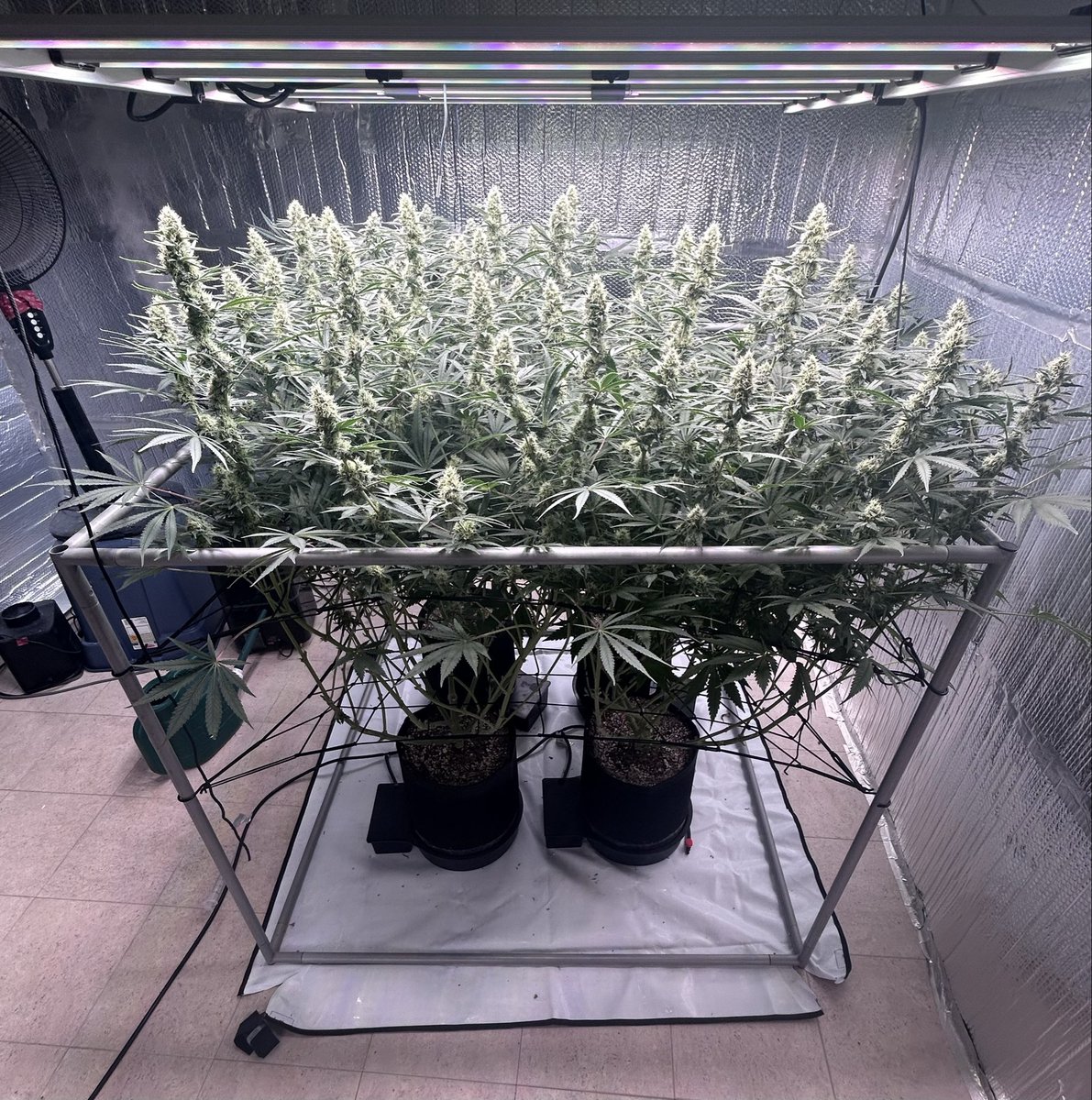 thecannalife420 tweet media