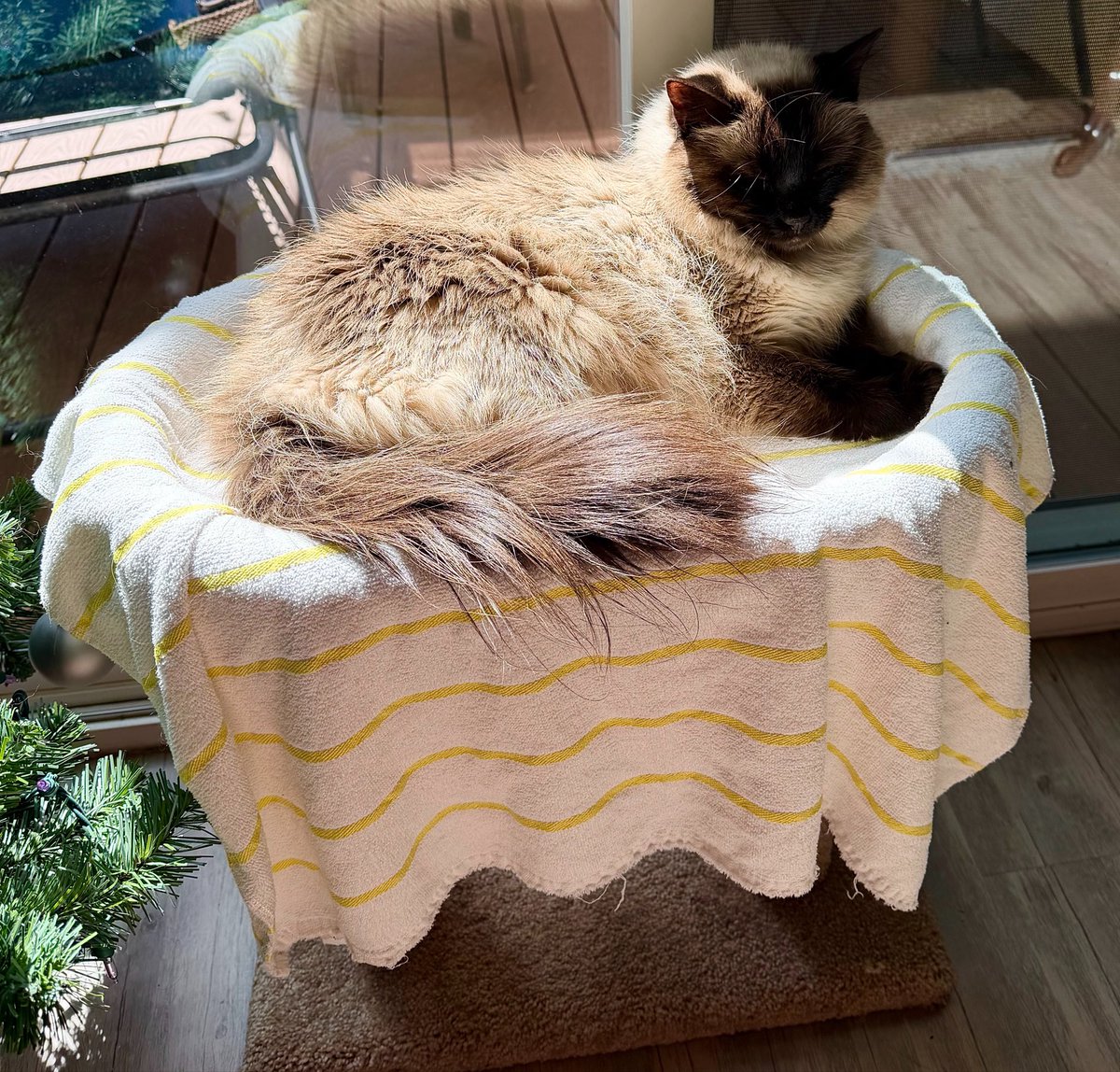 LizzyBorden6's tweet photo. Luna finally got the prime spot 😻😻 https://t.co/CcFht4Z7Or