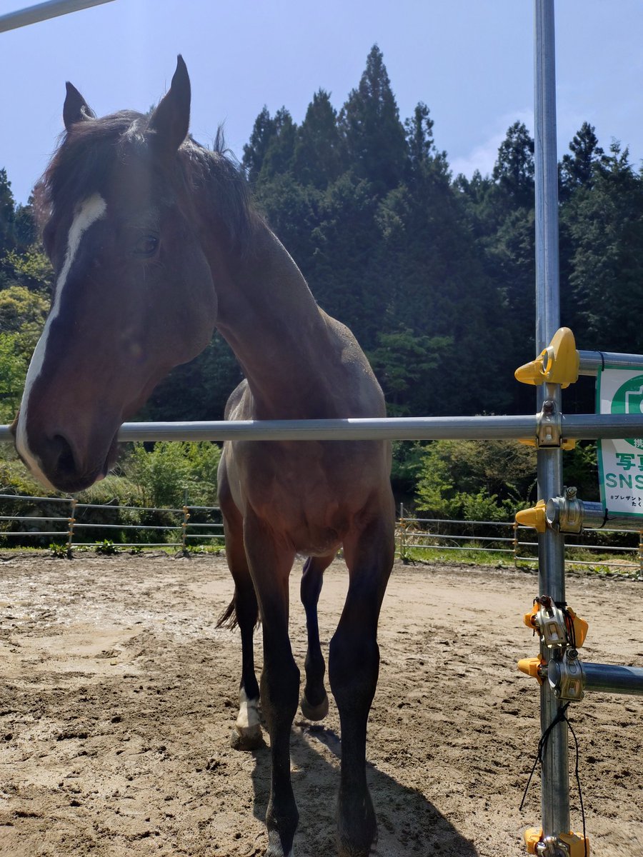 TakajinW's tweet photo. #Presentranch
#ぷちまるしぇ
🐎 https://t.co/phfJu53skv