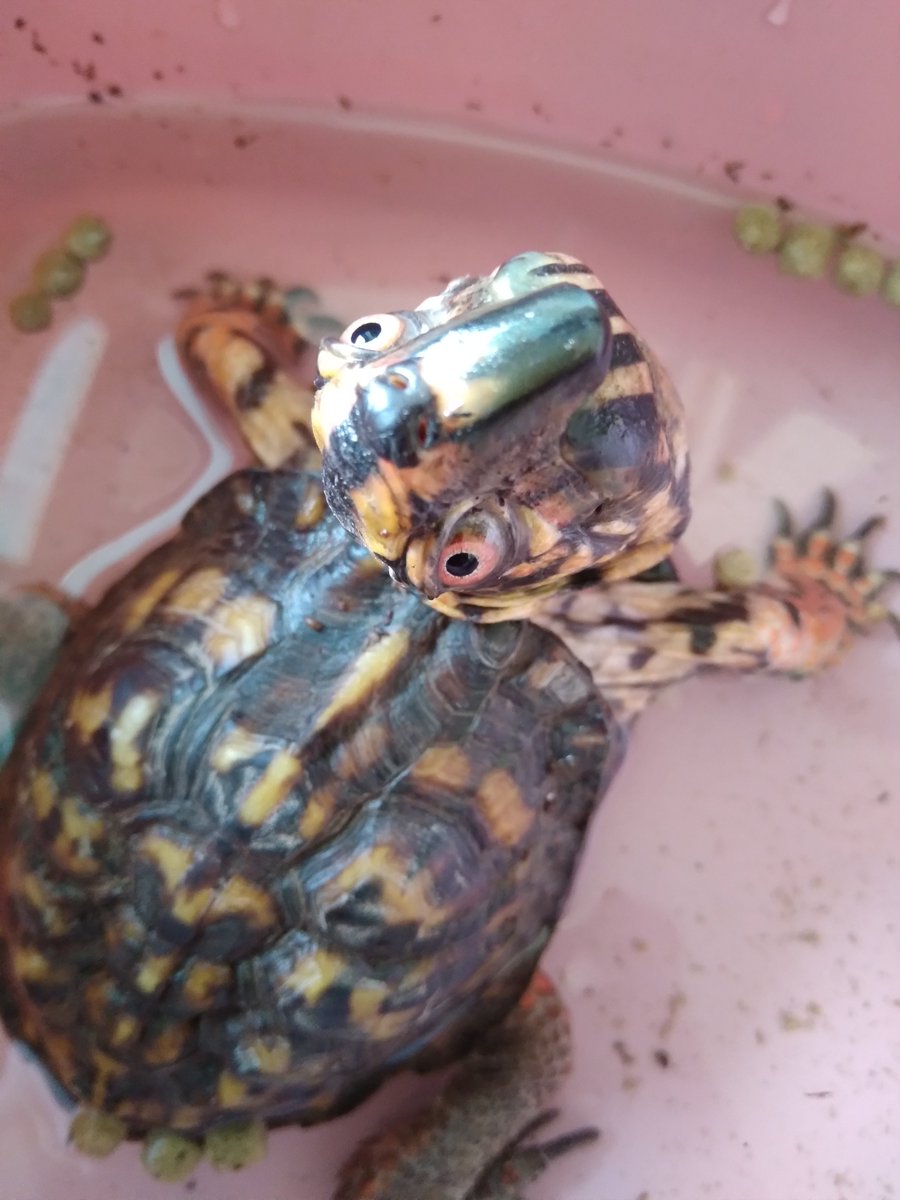 AngeladerisoA's tweet image. This precious face during a soak and feeding earlier today. Hope everyone's Friday is going well. :) #boxturtle #turtles #pets