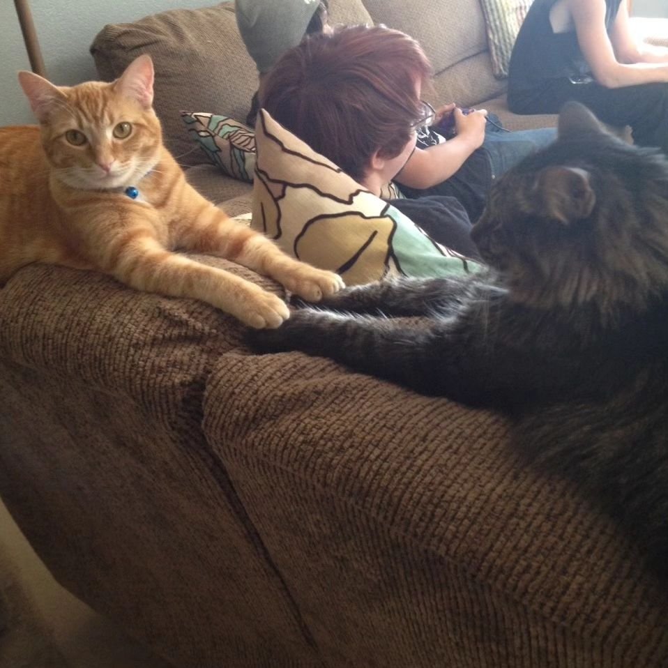 Punch Cat tweet media