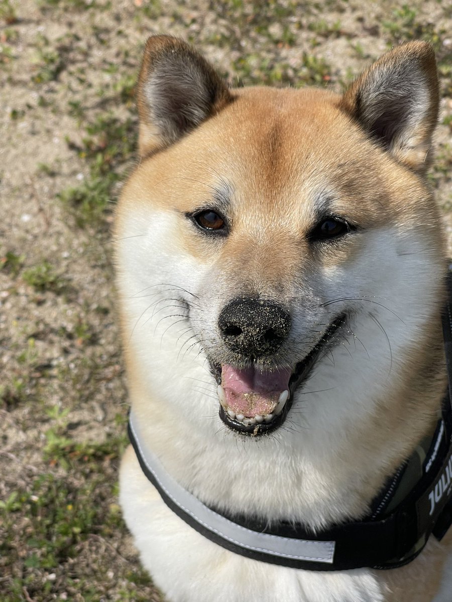 kote2wolflike1's tweet photo. 「念願の萩に来ました」とお話しされているお客様をお見かけし、
とても嬉しい気持ちになりました。

萩にお越しの皆様が、
観光やお食事を楽しみ、良い時間をお過ごしいただけますように。

お帰りまでがご旅行です。
どうか最後までご安全に。

#萩市観光
#山口県観光 https://t.co/tdkr3BO4PQ