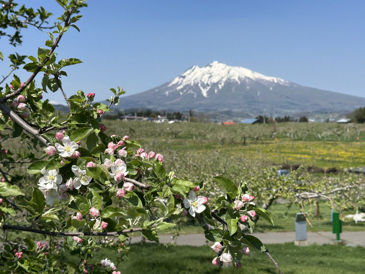岩木山とりんごの花

これが撮りたかったのー‼️😆